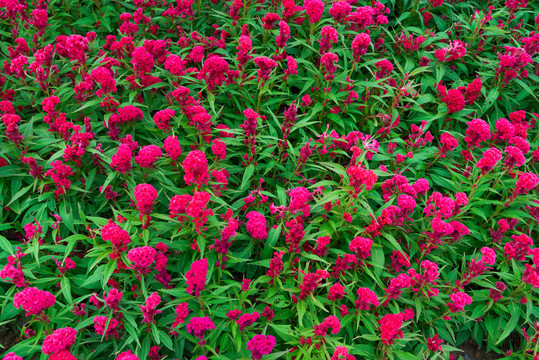 雞冠花