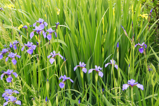 馬蘭花