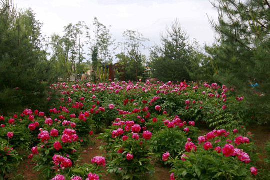 牡丹花園