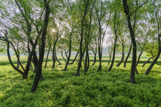 綠樹林柳樹林