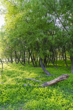 綠樹(shù)林柳樹(shù)林
