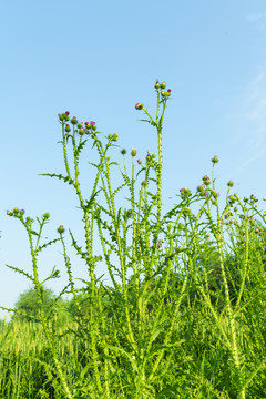 大薊花