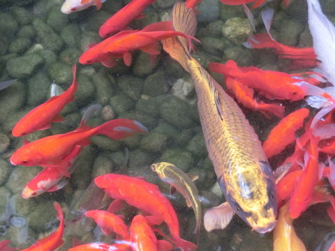 錦鯉 金魚
