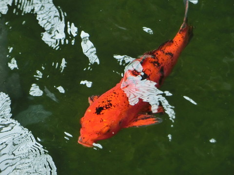 錦鯉 金魚(yú)