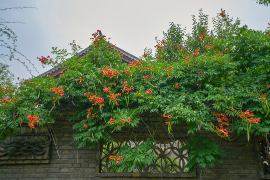 花卉植物墻
