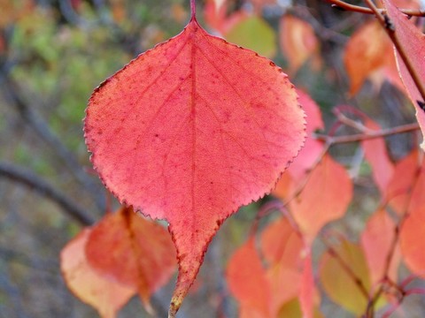 杏樹紅葉