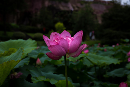 荷花