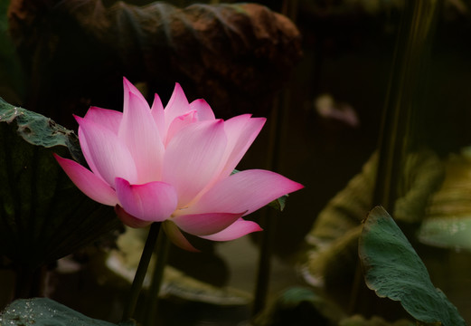 荷花蓮花