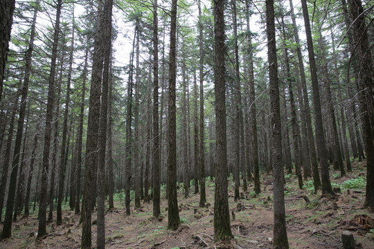 樹(shù)林