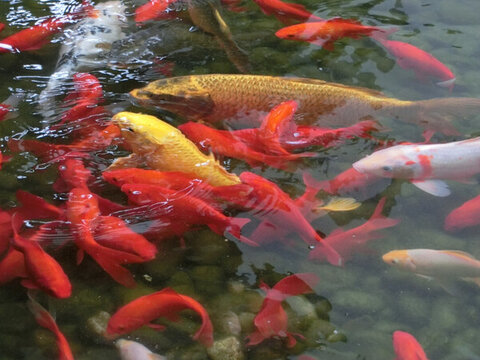 錦鯉 金魚(yú)
