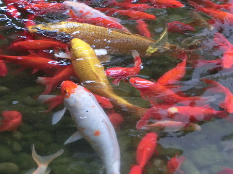錦鯉 金魚