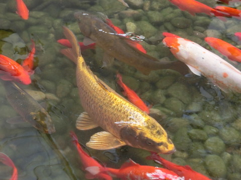 錦鯉 金魚