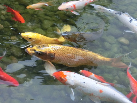 錦鯉 金魚