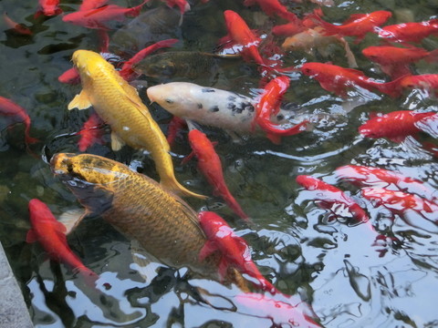 錦鯉 金魚