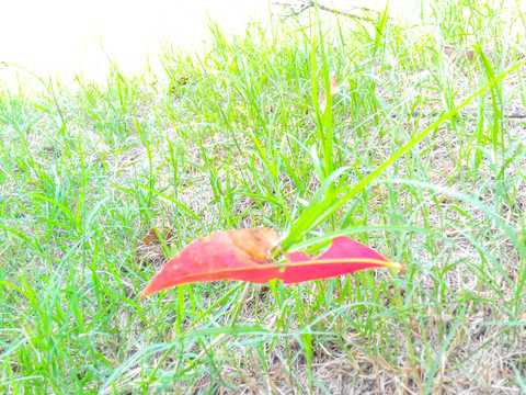 紅葉綠草