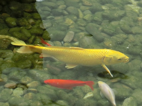 錦鯉 金色的鯉魚