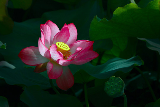 荷花