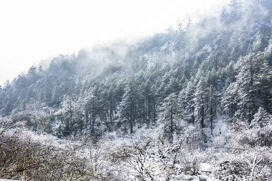 雪后美景