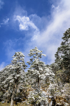 霧凇美景
