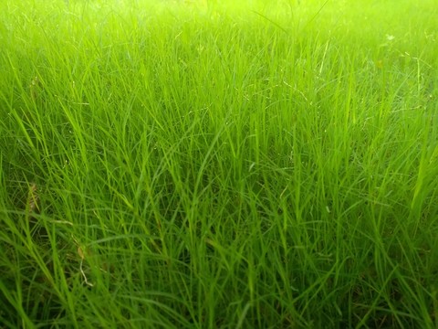 綠草