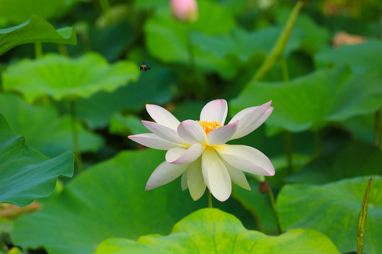 荷花