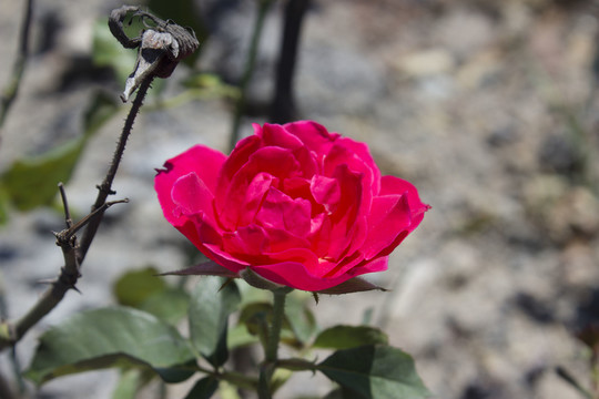 月季花