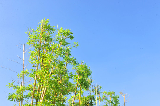 竹子  藍(lán)天