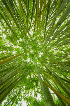 竹林