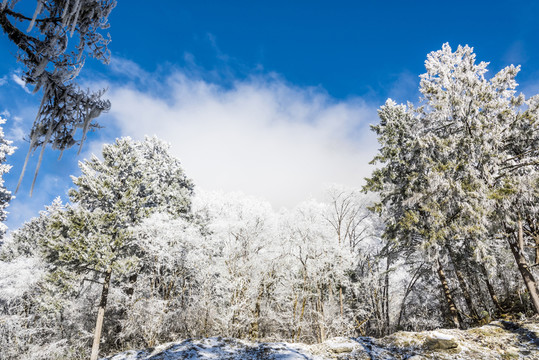 雪后美景