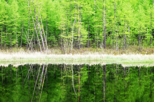 湖泊树林倒影