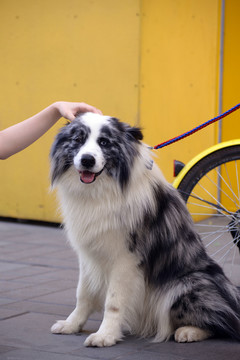 狗 寵物