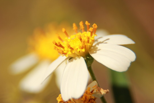 花蕊