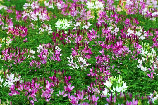 醉蝶花