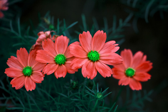 波斯菊