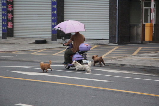 追趕的狗