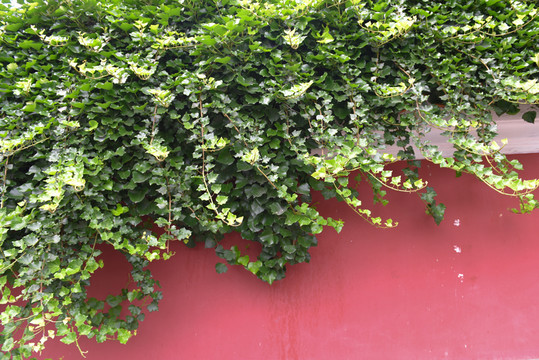 青島美術(shù)館院墻