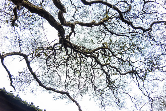 伏龍觀古樹樹枝