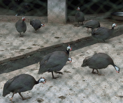 孔雀
