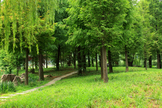 樹林  草坪