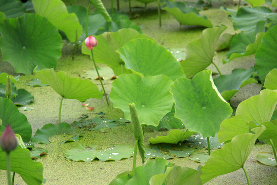 藕池  荷花園
