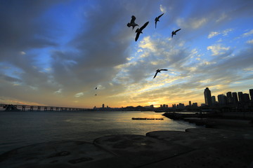大連 星海廣場 海鷗 夕陽