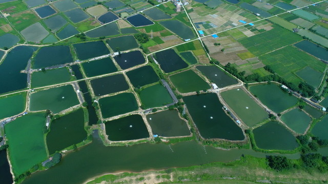 綠色田野