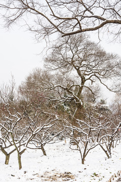 梅花山雪景