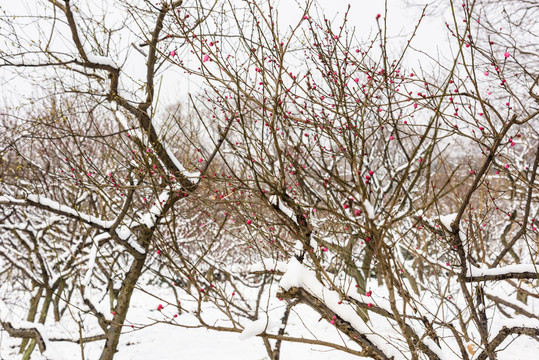 被雪覆蓋的梅花樹樹枝