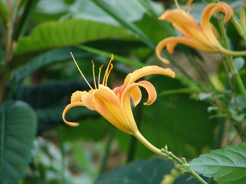 黃花菜