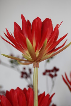 太陽(yáng)鮮花