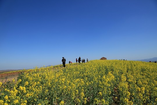 油菜花