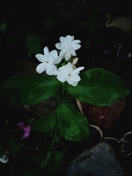 三朵梔子花
