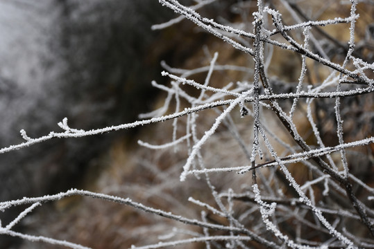 冰雪枝條