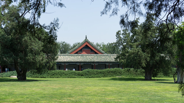 草地 松林 松樹 森林 自然